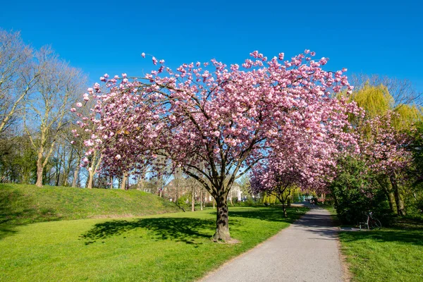 A winding pathway lined with beautiful cherry blossom trees on a fresh green lawn in a park