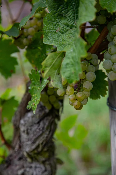 Vertical Closeup Shot Green Grapes Growing Tree Vineyard — Stock Photo, Image