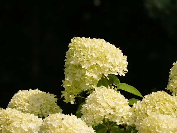 Вибіркове Фокусування Квітів Hydrangea Paniculata Саду Захопленому Протягом Дня — стокове фото