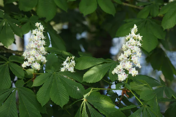 Eine Selektive Fokusaufnahme Weißer Kastanienblüten Auf Einem Baum — Stockfoto