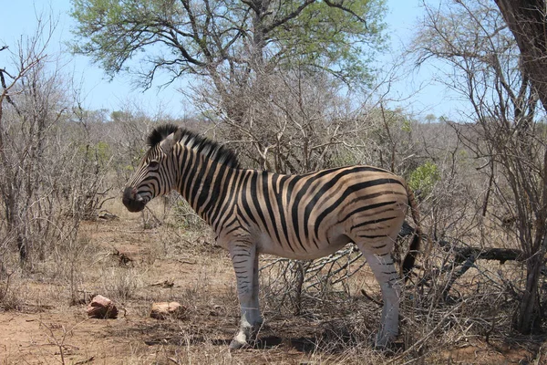 Close Uma Zebra Deserto Com Fundo Arbusto Seco — Fotografia de Stock