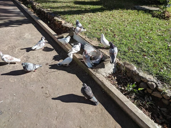 Flock Stock Doves Eating Food Daytime — Stock Photo, Image