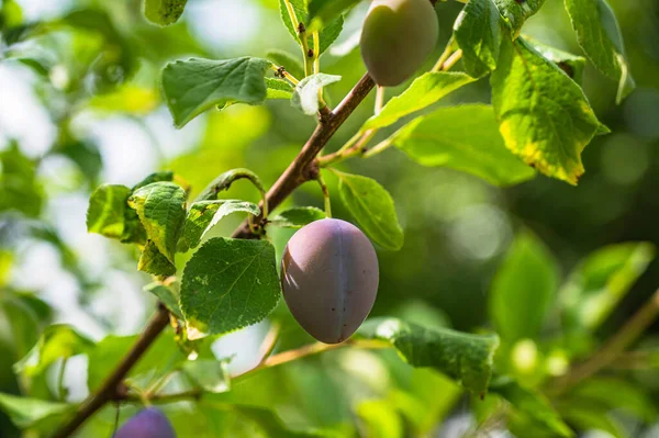 Ein Selektiver Fokusschuss Von Reifen Pflaumen Auf Einem Zweig — Stockfoto