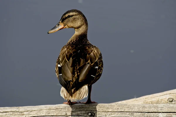 站在木头上的那只美丽可爱的褐色鸭子 — 图库照片