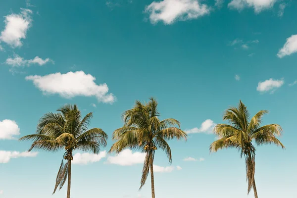 Three Palms Waving Wind Cloudy Blue Sky — Stock Photo, Image