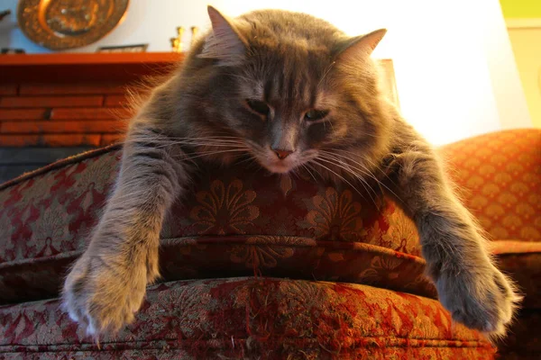 Egy Közeli Felvétel Egy Szürke Macskáról Amint Egy Piros Mintás — Stock Fotó