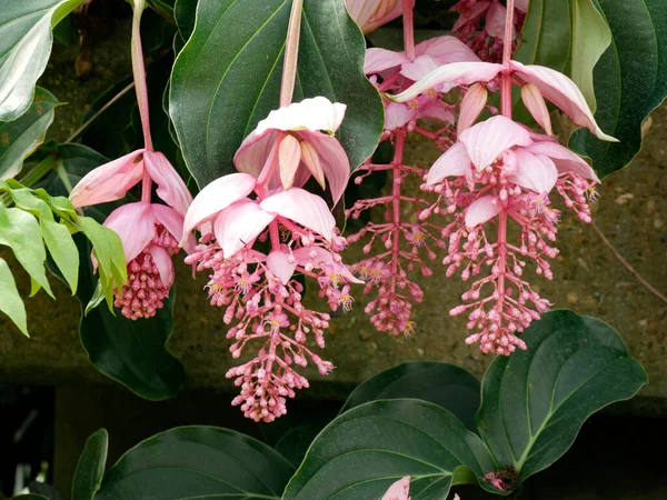 Tiro Foco Raso Belas Flores Medinila — Fotografia de Stock