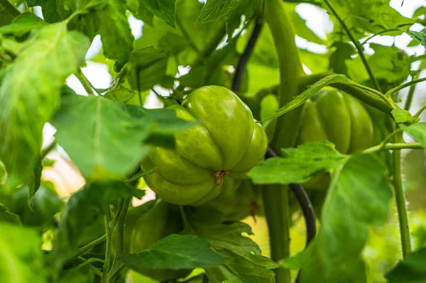 Eine Selektive Fokusaufnahme Unreifer Grüner Tomaten Auf Einem Zweig — Stockfoto