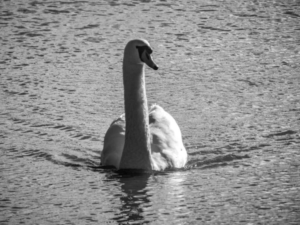 Uma Foto Tons Cinza Belo Cisne Branco Nadando Lago — Fotografia de Stock