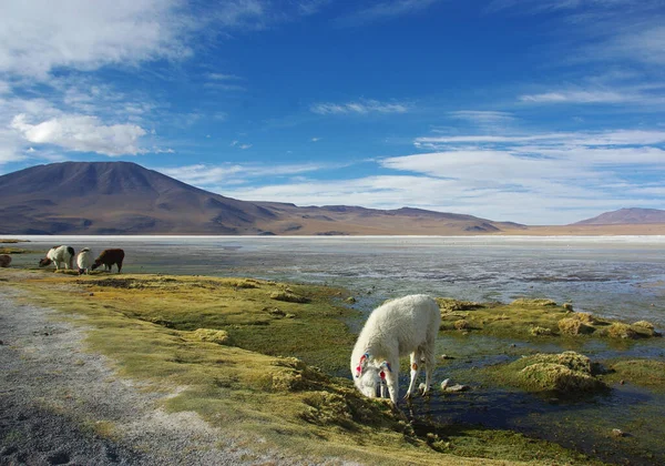 Mesmerizing Rugged Landscape Salar Uyuni Bolivia — Stock Photo, Image