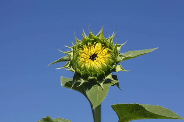 Eine Nahaufnahme Einer Geschlossenen Sonnenblume Unter Dem Klaren Blauen Himmel — Stockfoto