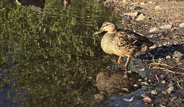 湖畔一只可爱的褐色鸭子的特写镜头 — 图库照片