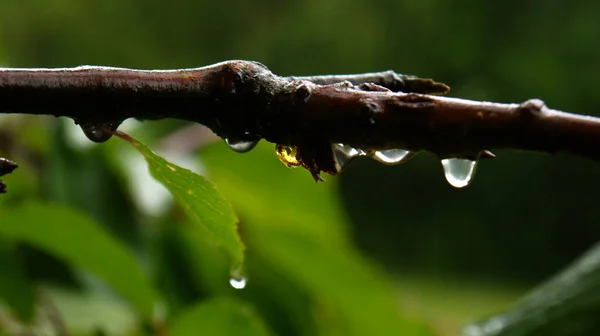 Närbild Vattendroppar Gren — Stockfoto