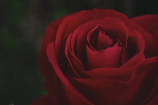 Macro Scatto Una Bella Rosa Rossa — Foto Stock