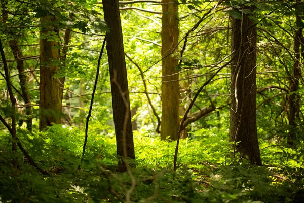Прекрасний Знімок Лісу Під Сонячним Промінням — стокове фото