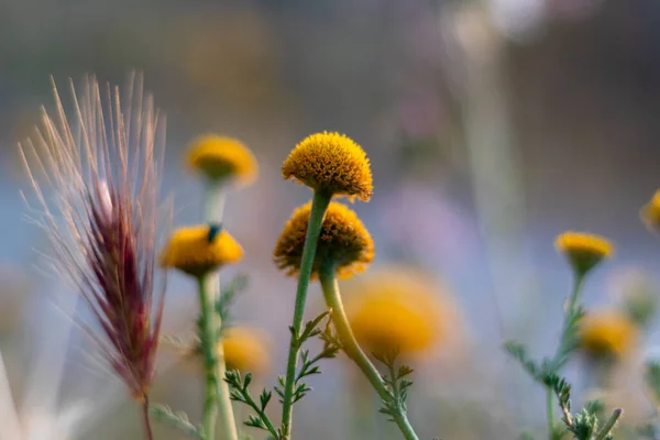 Красиво Цветущие Желтые Цветы Саду — стоковое фото