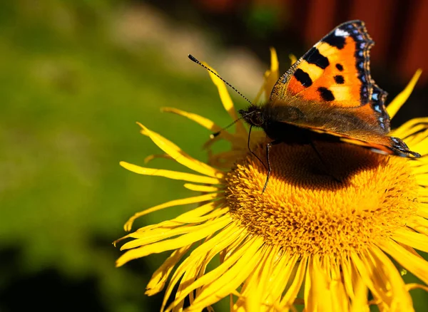 Primo Piano Una Farfalla Girasole — Foto Stock