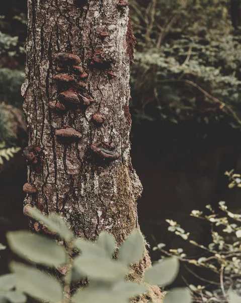 Een Verticaal Shot Van Een Boomstam Met Paddestoelen Het Bos — Stockfoto