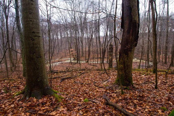 Ein Faszinierender Blick Auf Herbstbäume Wald Unter Bewölktem Himmel — Stockfoto