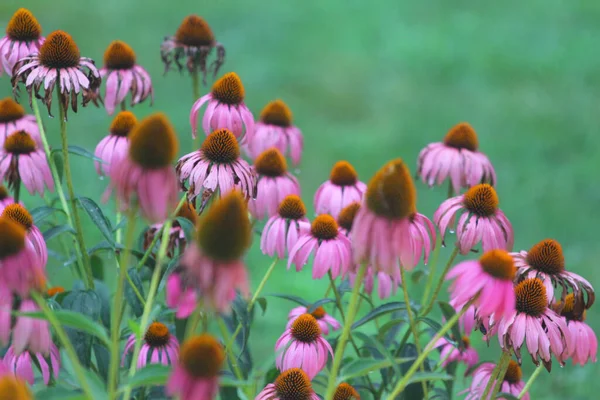 Hermoso Primer Plano Flores Color Púrpura Floreciendo Campo — Foto de Stock