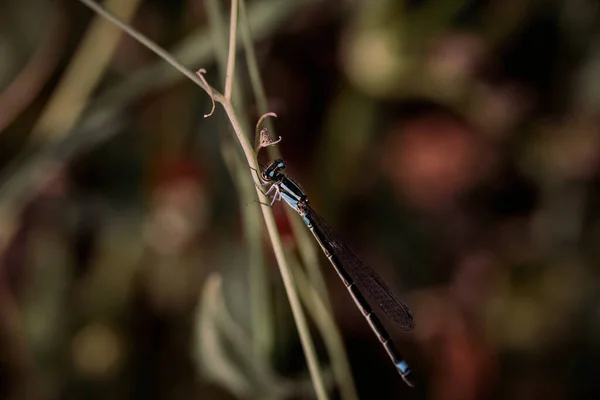 Una Macro Toma Insecto Con Alas Red Una Planta — Foto de Stock