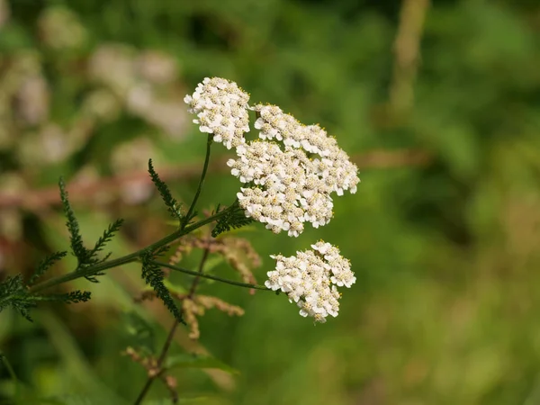 Tiro Seletivo Foco Anthriscus Sylvestris Sob Luz Solar — Fotografia de Stock