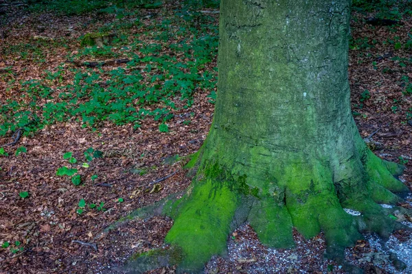 Detailní Záběr Spodní Části Lesního Stromu Mechem Pozadí Rostlin — Stock fotografie