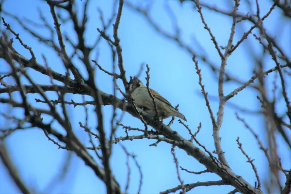 Sparrow Bahia Blanca Argentina — Stock Photo, Image