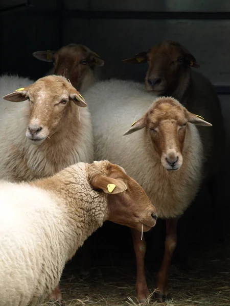 Ein Schaf Schaukasten Bei Einer Ausstellung — Stockfoto