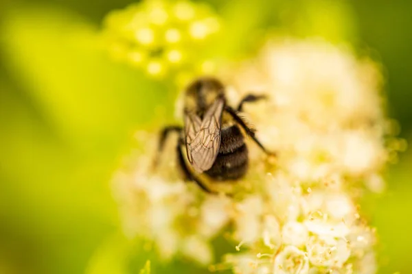 Eine Selektive Fokusaufnahme Einer Biene Auf Einer Blühenden Gelben Blume — Stockfoto