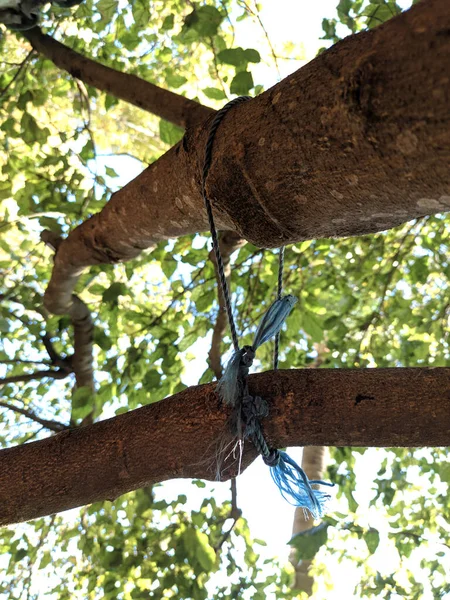 二本の木の枝が一本の糸で結ばれている — ストック写真