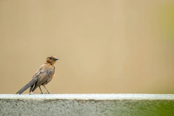 公園でフライキャッチャー鳥の浅いフォーカスクローズアップショット — ストック写真