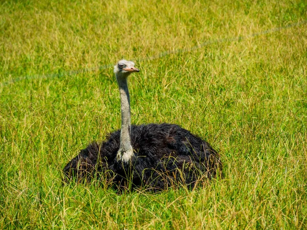 Large Black Ostrich Sitting Resting Green Field — Stock Photo, Image