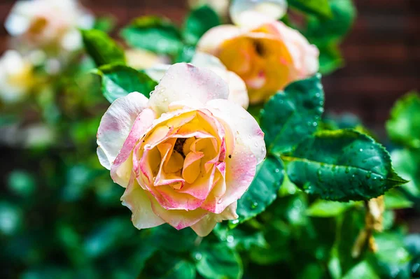 Enfoque Selectivo Una Rosa Blanca Cubierta Rocío —  Fotos de Stock