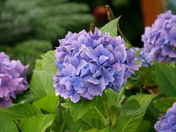 Gündüz Vakti Çekilen Hydrangea Paniculata Çiçeklerine Yakın Çekim — Stok fotoğraf