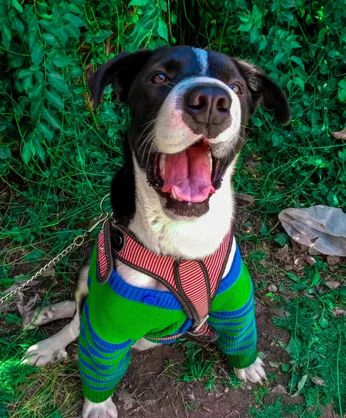 Egy Függőleges Felvétel Egy Boldog Kutyáról Zöld Pulóverben — Stock Fotó