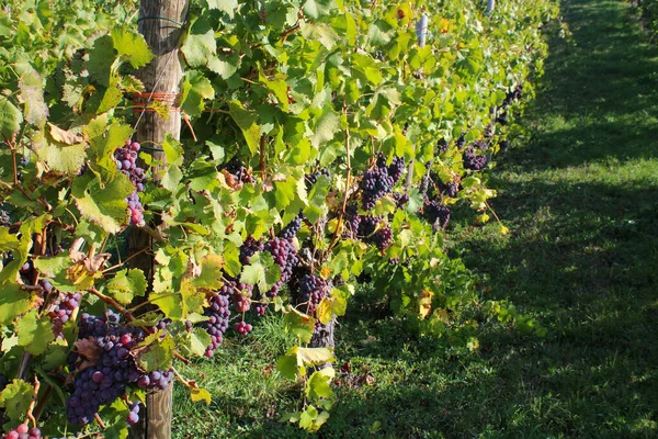 Een Close Shot Van Druiven Groeien Bomen Wijngaard — Stockfoto