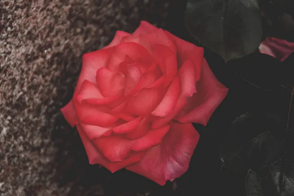 Zbliżenie Ujęcia Pięknej Czerwonej Róży Rosnącej Pobliżu Kamiennej Ściany — Zdjęcie stockowe