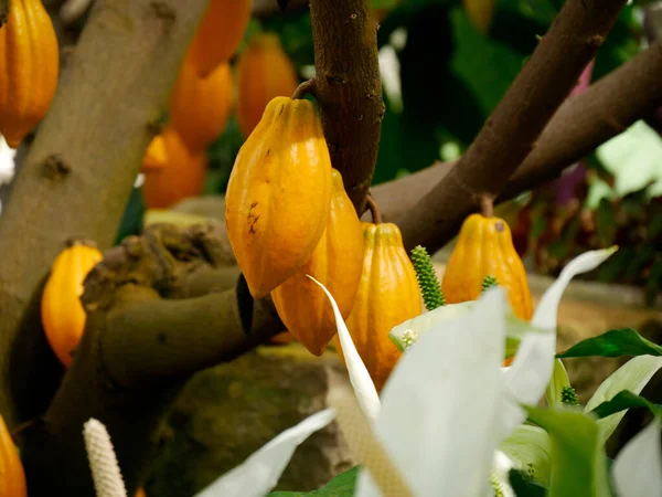 Güneş Işığının Altında Portakal Beyaz Çiçeklerin Yakın Plan Çekimi — Stok fotoğraf