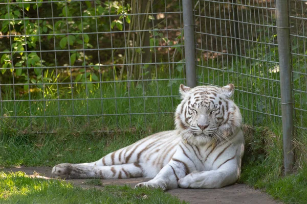 Close Majestoso Tigre Branco Deitado Grama Uma Gaiola Durante Dia — Fotografia de Stock