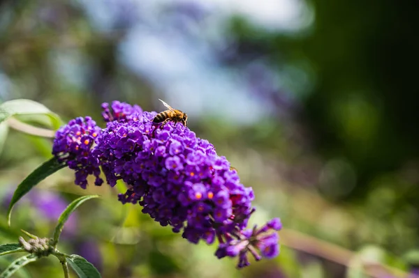 Селективный Снимок Медовой Пчелы Цветущем Фиолетовом Будде — стоковое фото