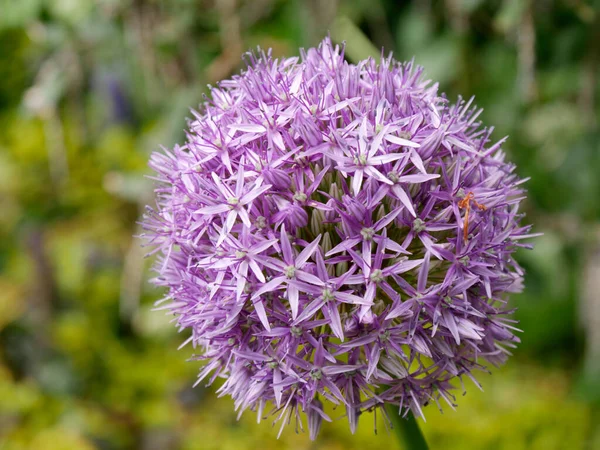 Egy Közeli Felvétel Egy Aranyos Alliumról Napfény Alatt — Stock Fotó
