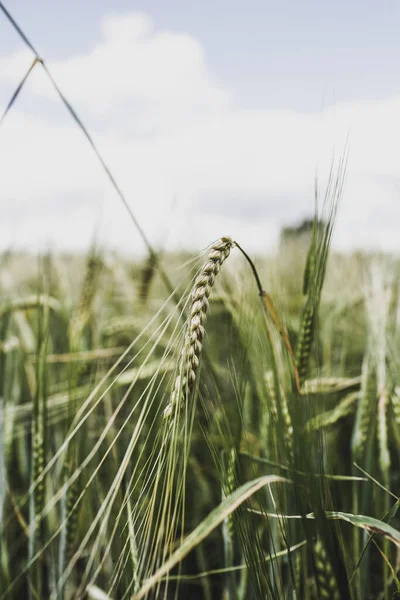 Enfoque Selectivo Vertical Hermosas Plantas Trigo Una Granja Agrícola —  Fotos de Stock