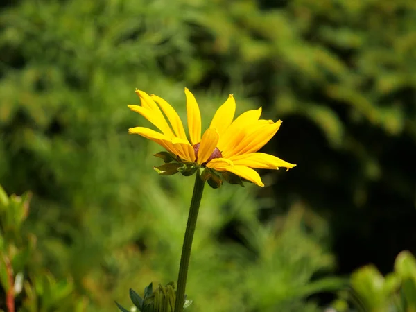 Макро Снимок Цветка Rudbeckia Hirta Солнечным Светом — стоковое фото