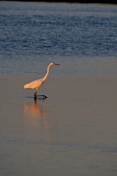 Eine Vertikale Aufnahme Eines Silberreihers Der Blauen Wasser Steht — Stockfoto