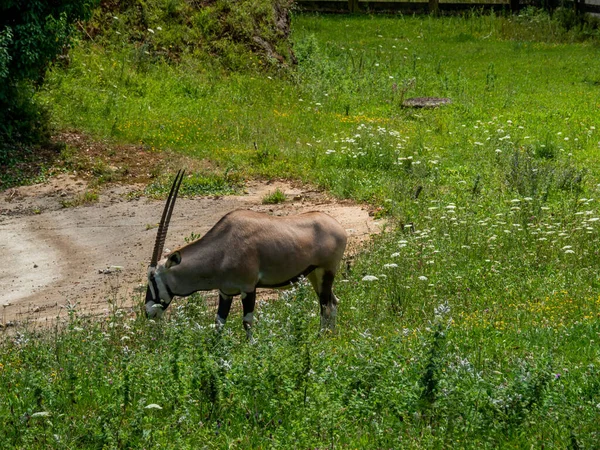 Egy Gemsbok Antilop Ami Fűvel Táplálkozik Mezőn — Stock Fotó
