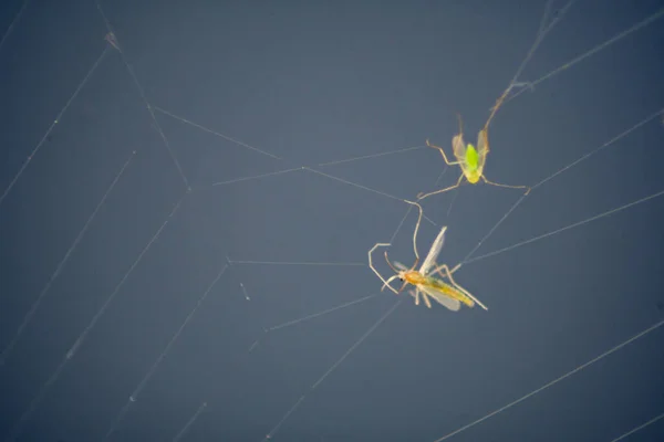 Tiro Close Dois Insetos Capturados Teia Aranha — Fotografia de Stock