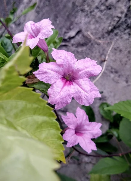 Tiro Close Belas Flores Roxas Mexicanas Petúnias Jardim — Fotografia de Stock