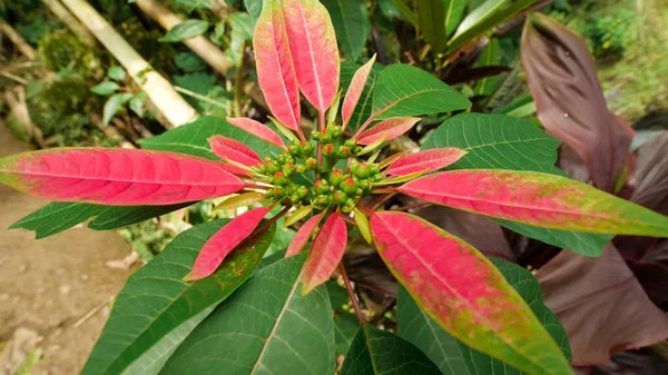 Крупный План Милой Poinsettia Солнечным Светом — стоковое фото