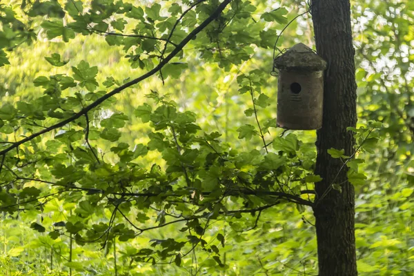 Drewniany Domek Dla Ptaków Pniu Drzewa — Zdjęcie stockowe